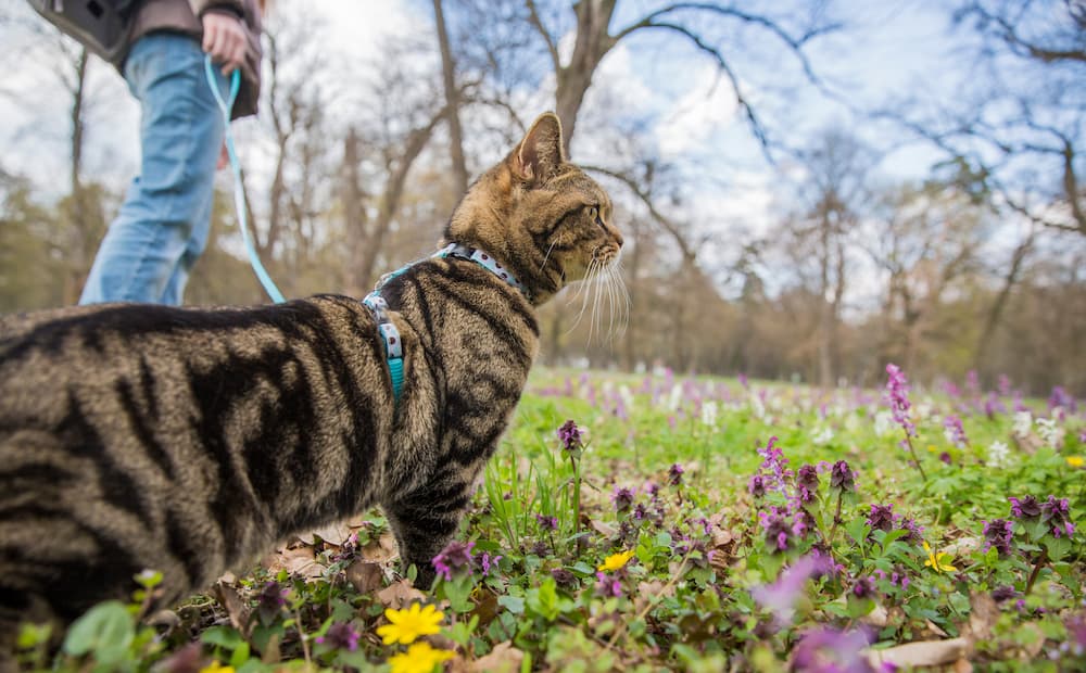 train your cat to walk on a leash