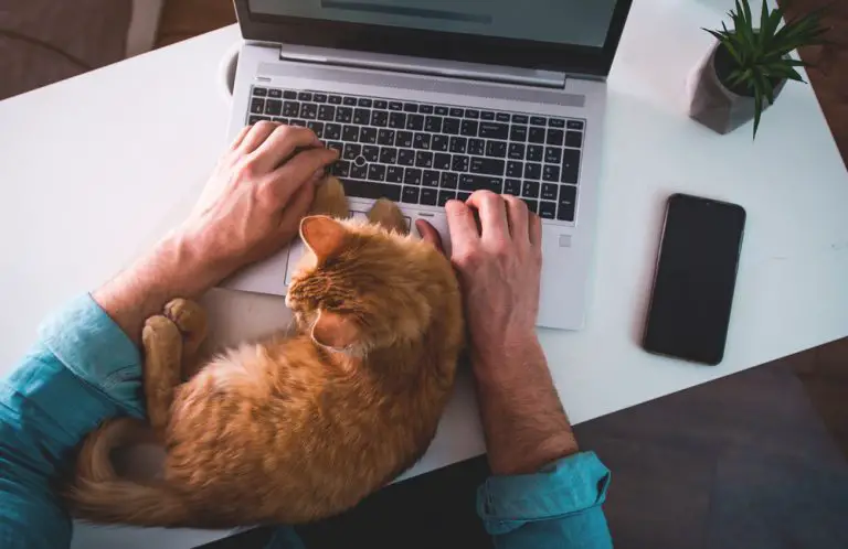 Why You Need a Pet While You’re Staying at Home