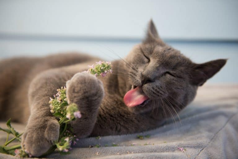 Everything You Ever Wanted To Know About Catnip