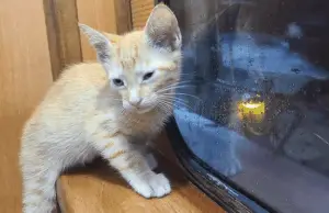 Catch of the Day: Fishing Crew Rescues a Drenched Kitten From the Open Ocean
