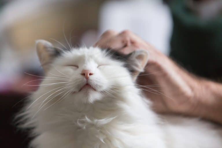 These 3 Felines Show Why We Need More Therapy Cats