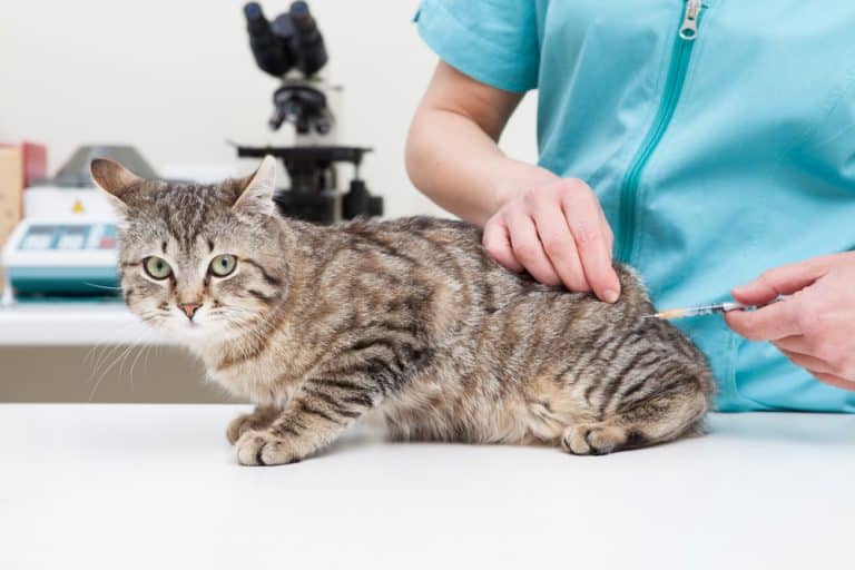 Cat Vaccinations: What to Know and Why They’re Important