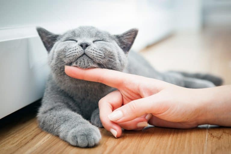 How Many Americans Have Pets? A Look at the Statistics