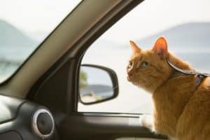 Tips for Taking a Road Trip with Your Cat