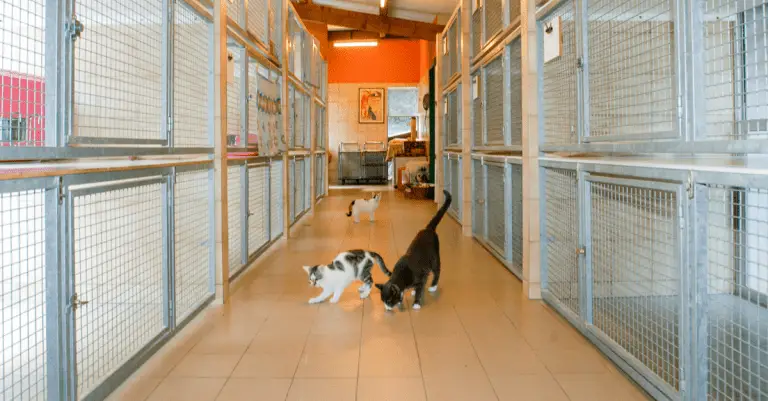 8 Things Your Local Shelter Needs you to Donate