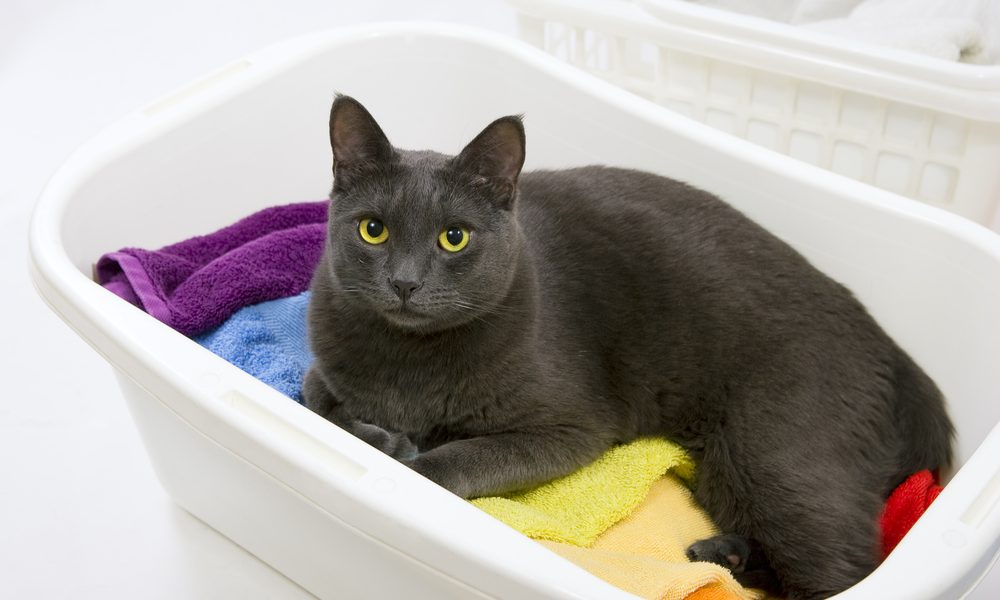 How to Get Cat Hair off Your Clothes in The Washing Machine