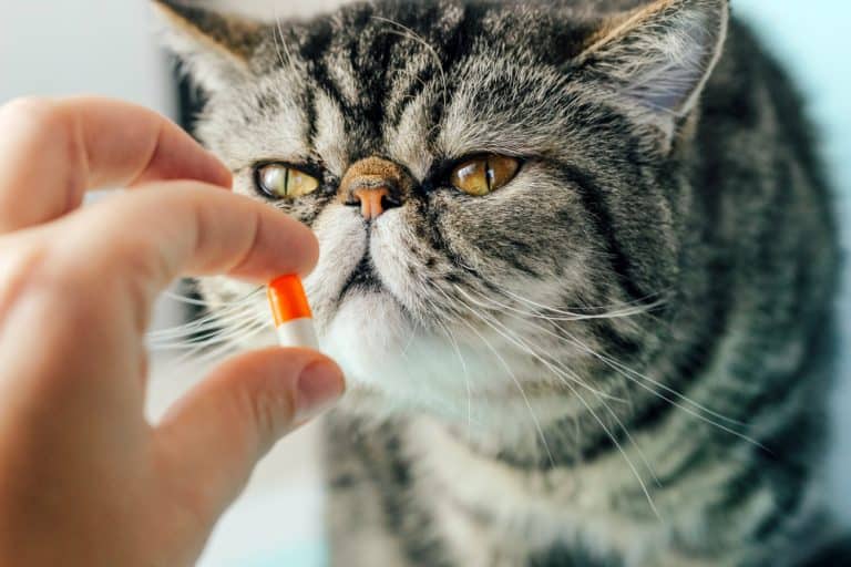 How To Give Your Cat a Pill