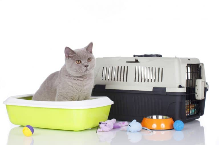 6 Things Every Pet Cat Needs