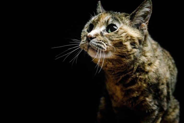 Common Health Issues of Older Cats