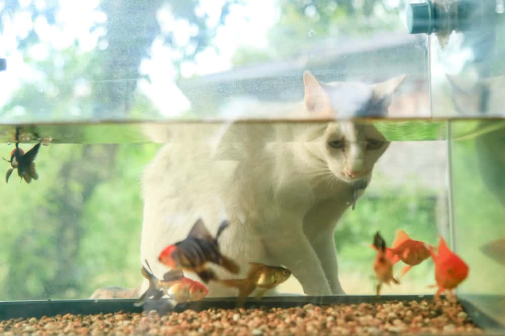 Fish in outlet aquarium for cats