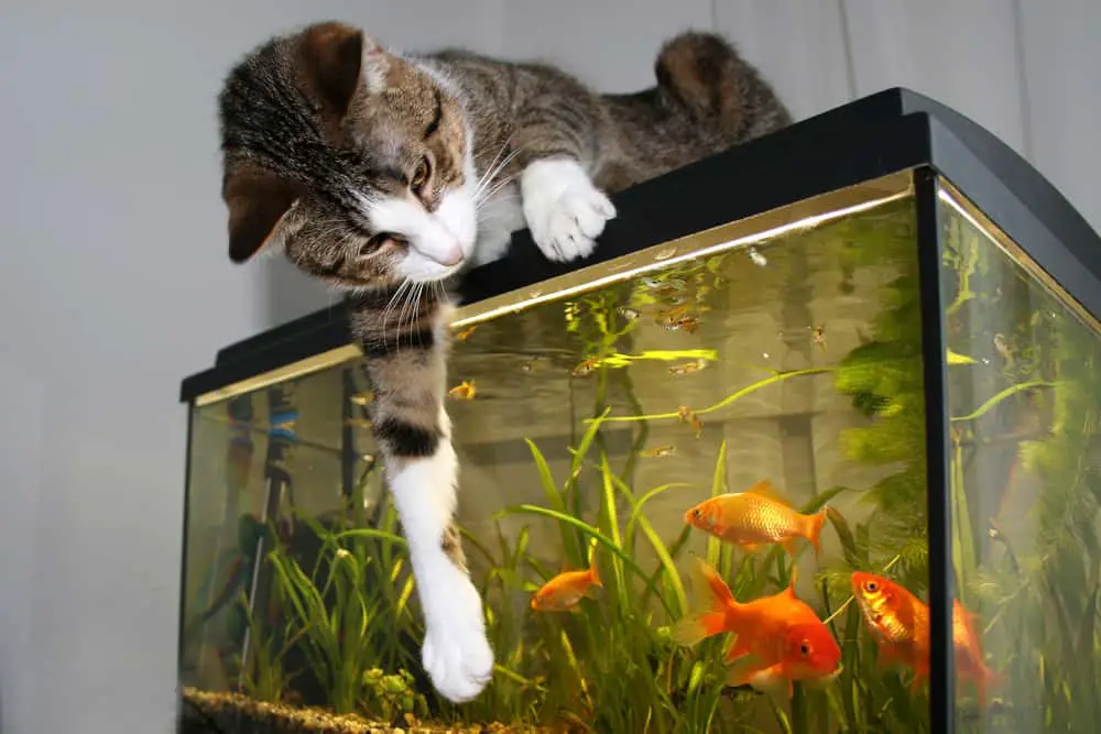 cat fish tank toy