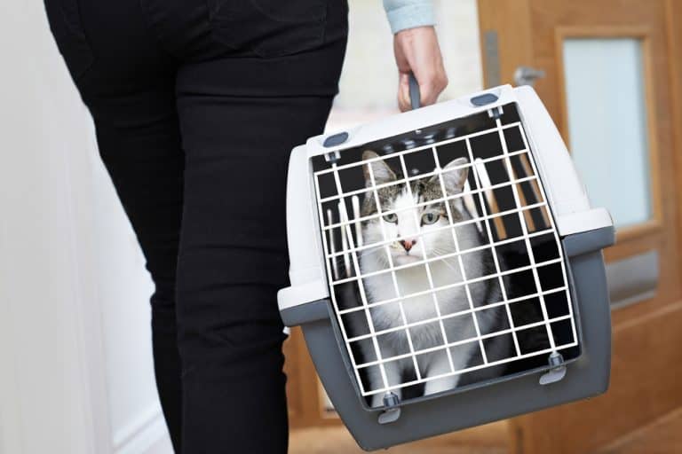 INFOGRAPHIC: How to Make an Emergency Kit for Your Cat