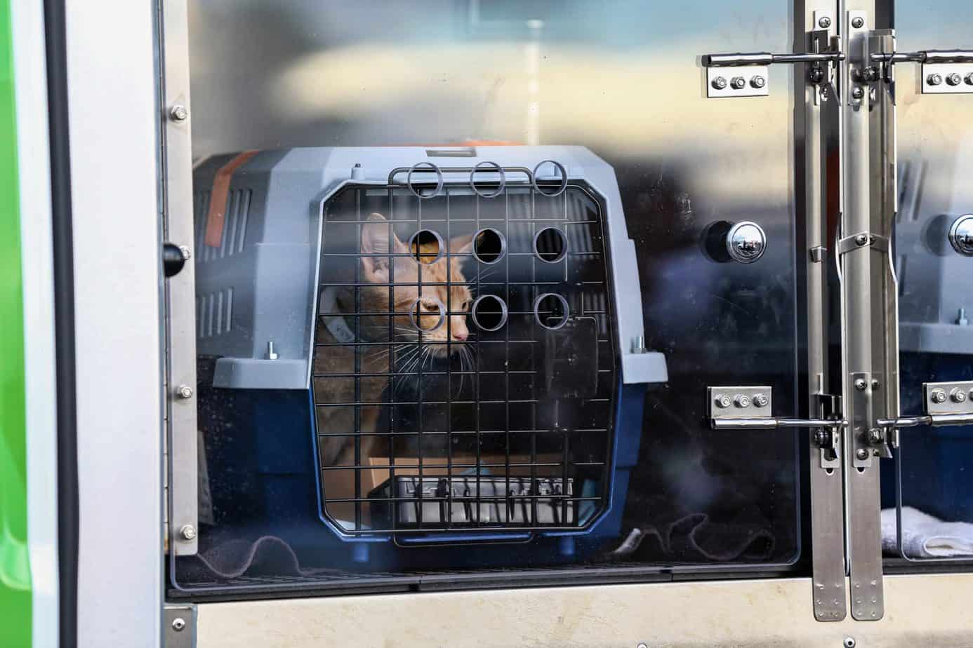 Paws Across the Pacific 600 Shelter Pets Airlifted Out of Hawaii in the Largest Pet Rescue