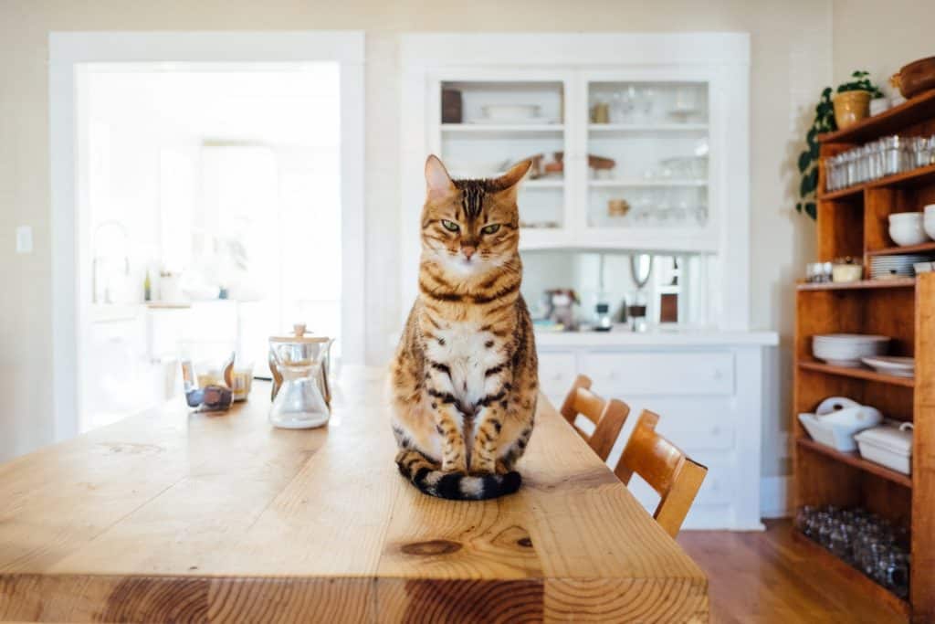 how to keep your cat off the counter