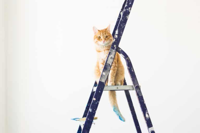DIY Projects Purrr-fect for Cats