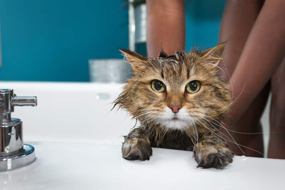 how to give a cat a bath