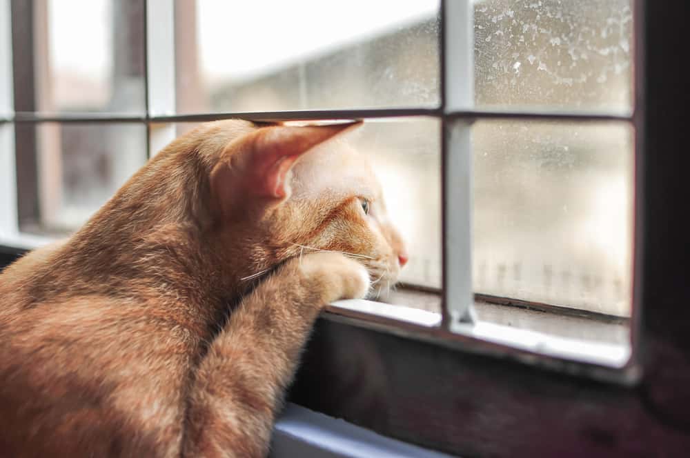 5 Tips To Help Your Cat With Separation Anxiety The Catington Post