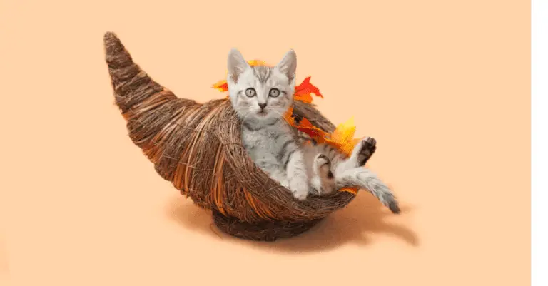 Our Top Thanksgiving Tips for Cat Parents