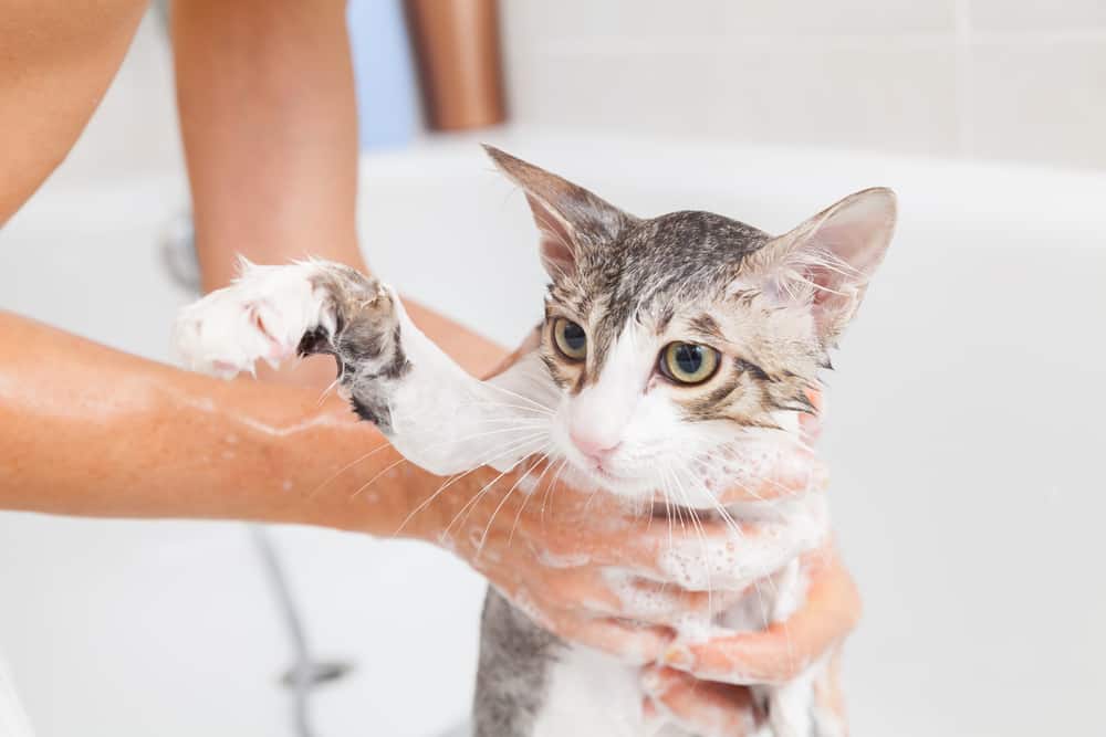 cat in the bath