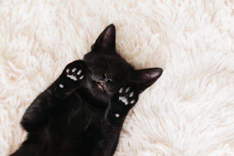 It’s Black Friday: Let’s Celebrate Black CATS!