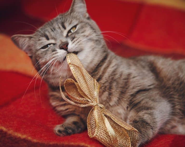 It’s Here! Our Top Picks for Your Cat’s Holiday Gifts!