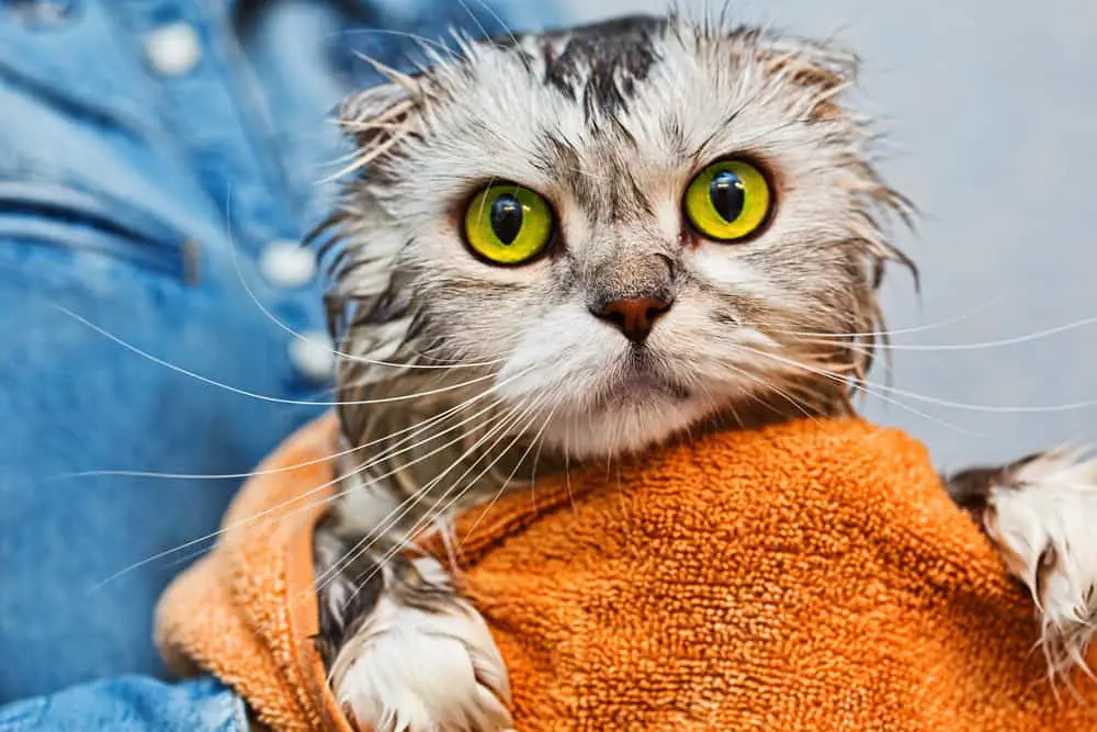 cat after a bath