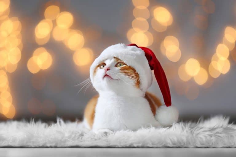 10 Under $10 Stocking Stuffers for Your Cat
