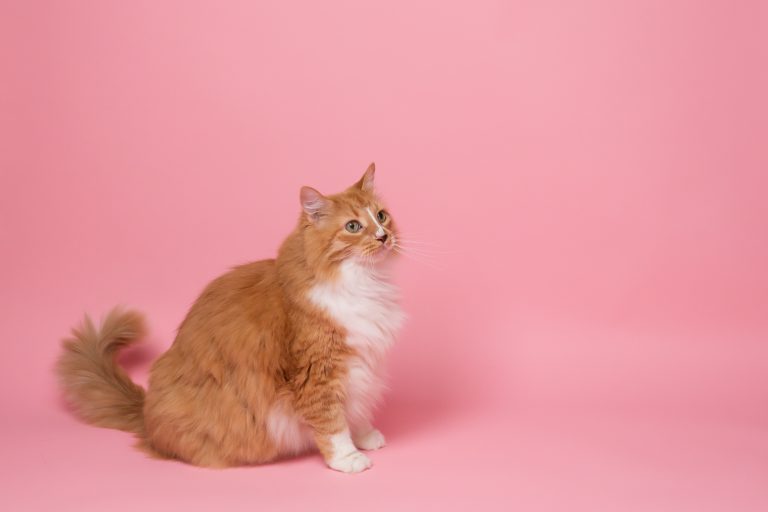 Purr-Fect Valentine’s Day Ideas for You and Your Cat