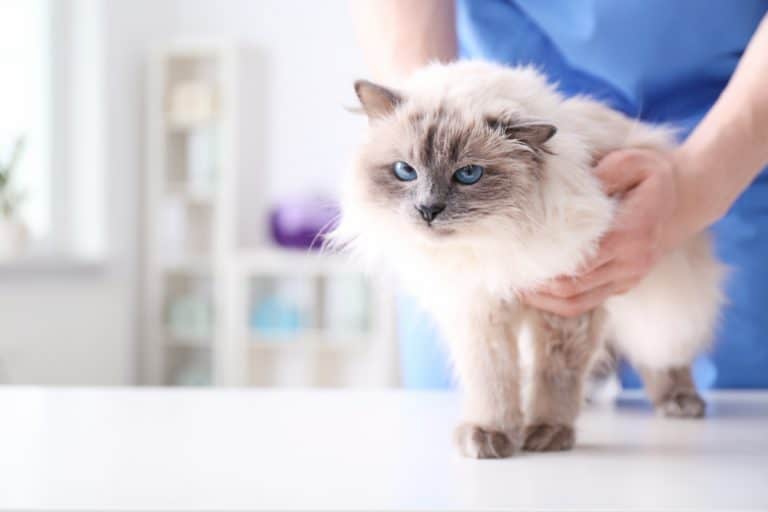 Is it An Emergency? Signs that You Need to Take Your Cat to the ER