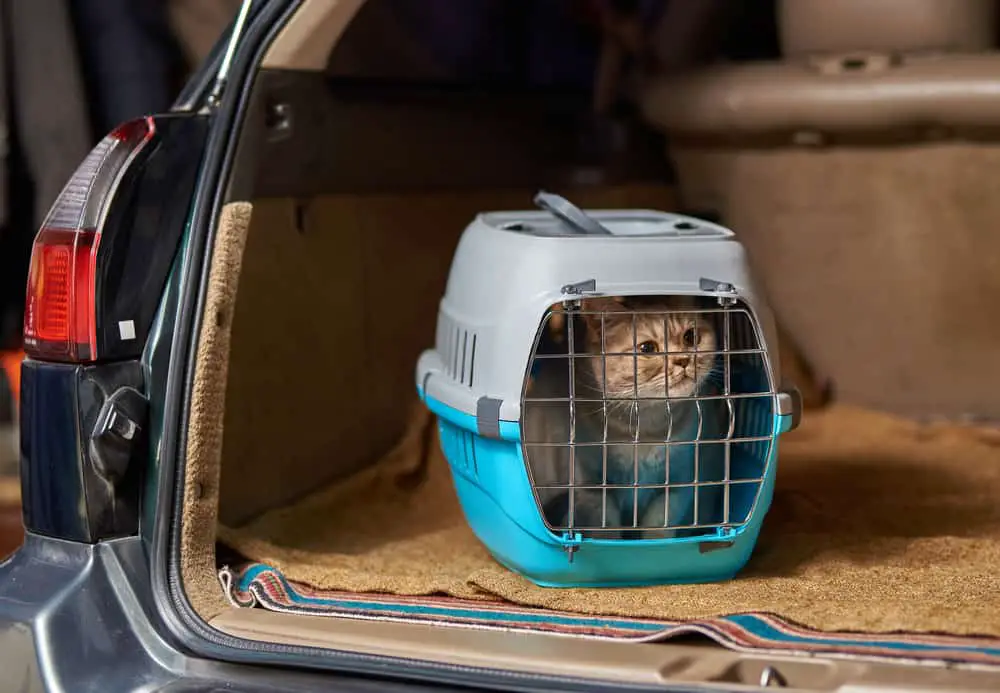 cat in carrier