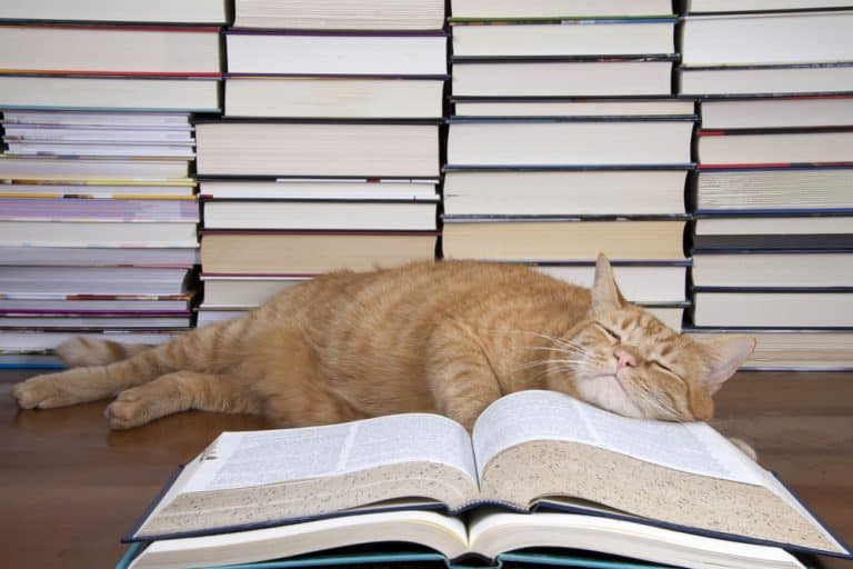 8 New Release Cat Books to Read in 2021
