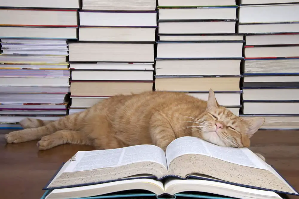 8 New Release Cat Books to Read in 2021 The Catington Post