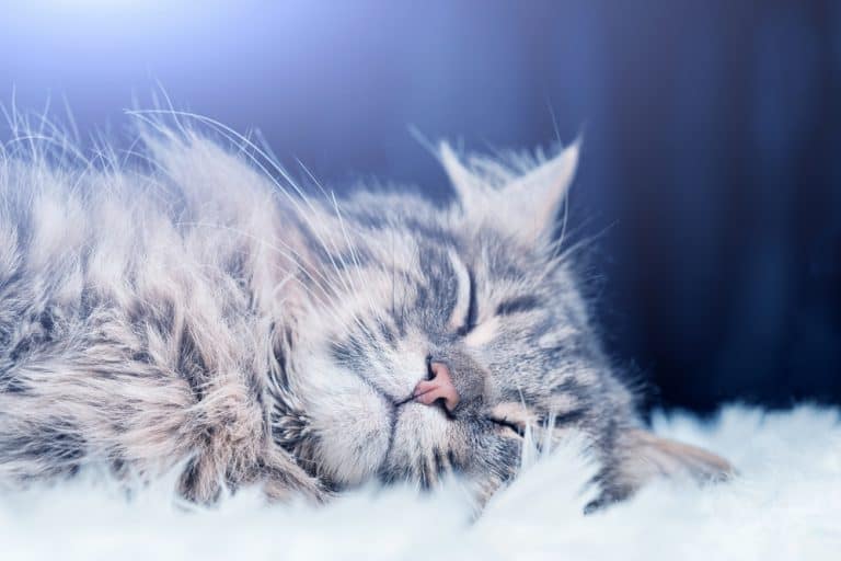 Solving the Cat Hair Problem