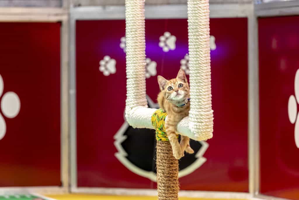 Kitten Bowl VIII