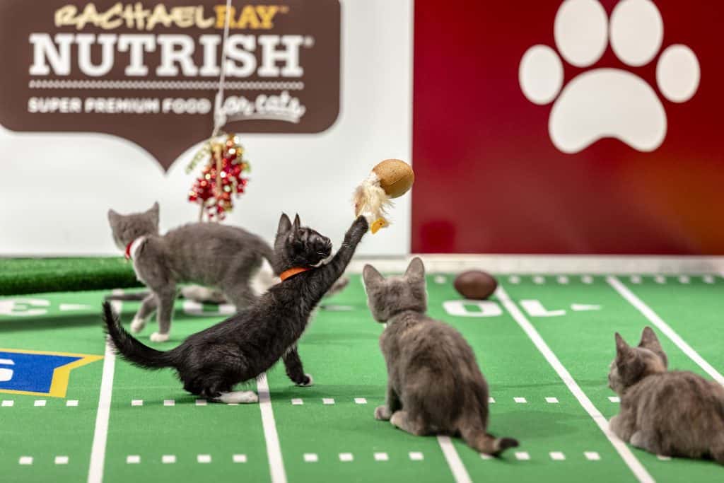 Kitten Bowl VIII