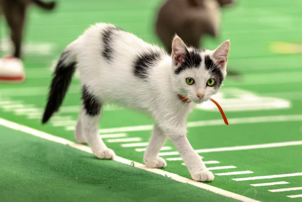 Kitten Bowl VIII