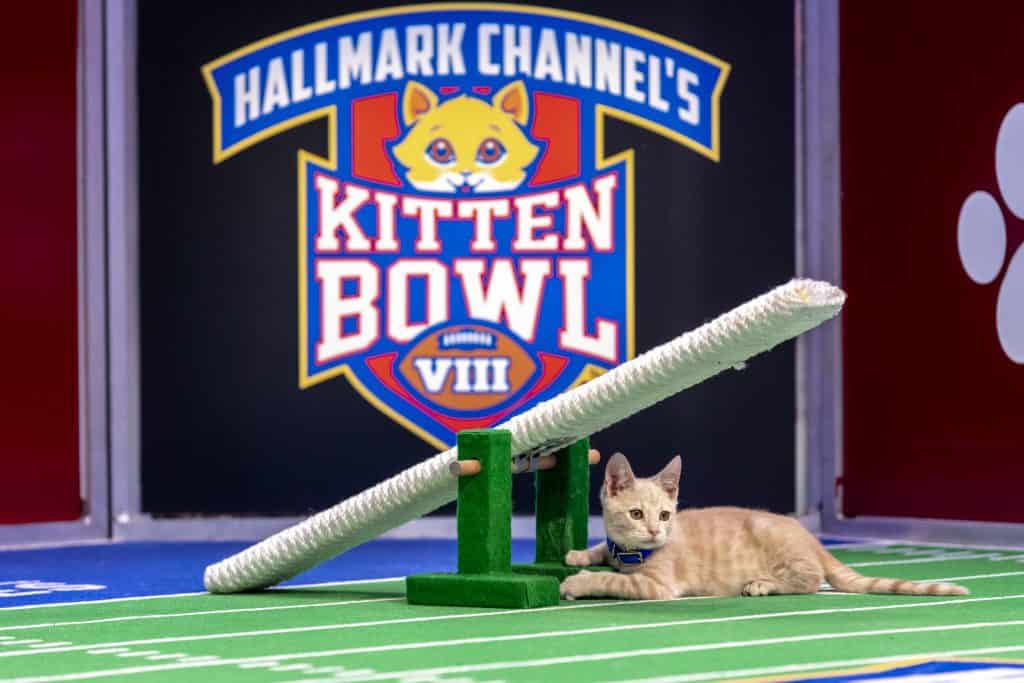 Hallmark Channel's Kitten Bowl VIII