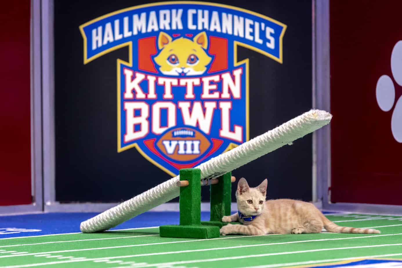 Kitten Bowl VIII Final Image Assets