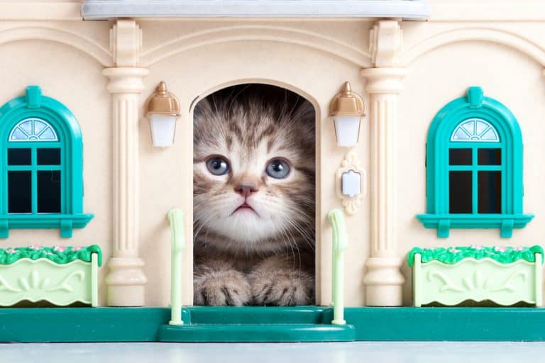 How to Get Your House ‘Pet-Proof’ Before Bringing Home a Cat