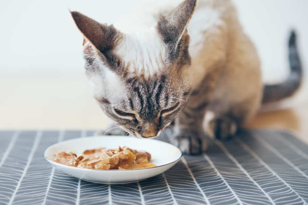wet food diet can help prevent FLUTD from reoccurring
