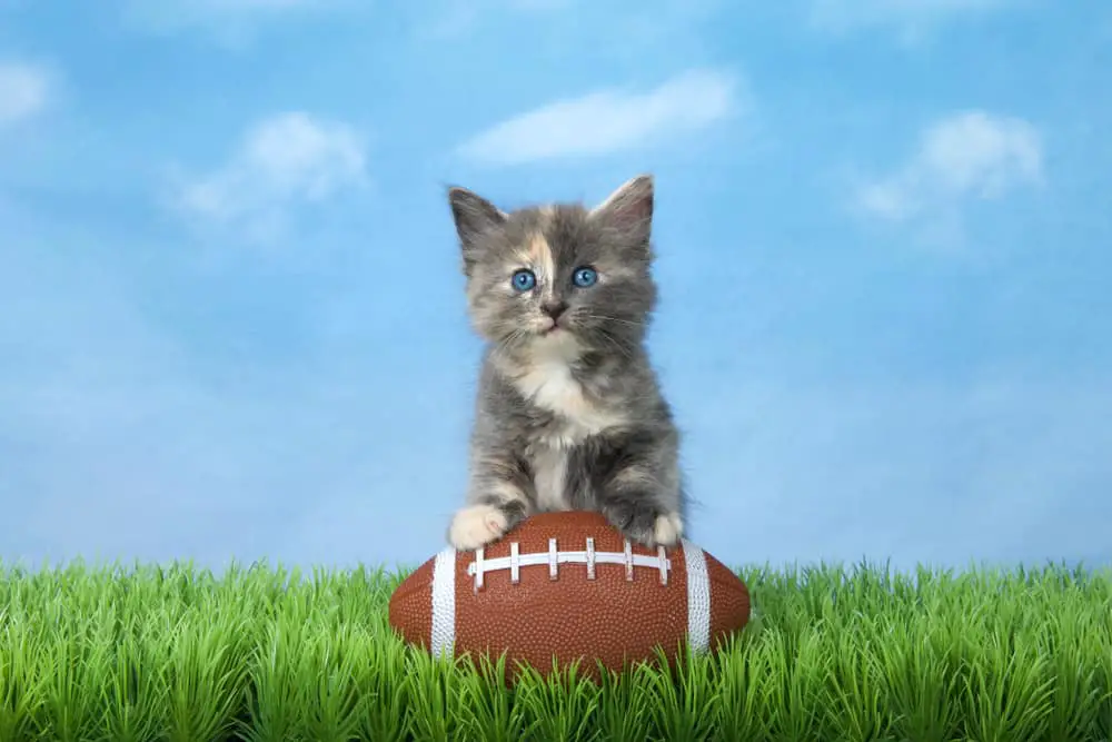 Adorable,Diluted,Calico,Kitten,Sitting,In,Green,Grass,With,An