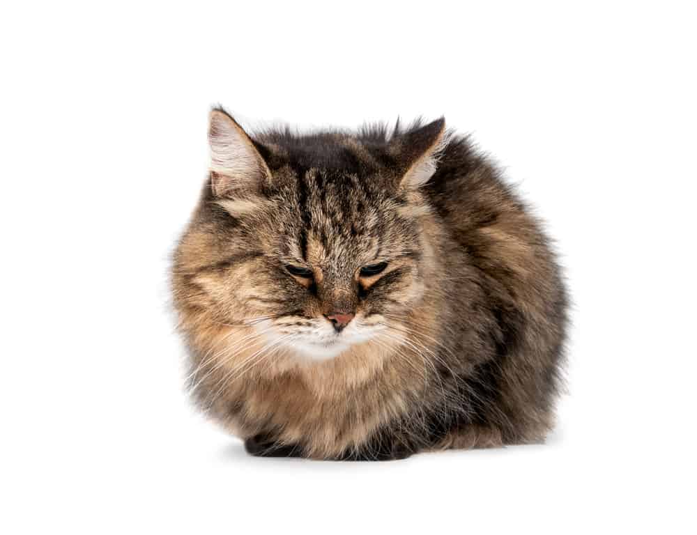 cat in pain may show behavioral changes