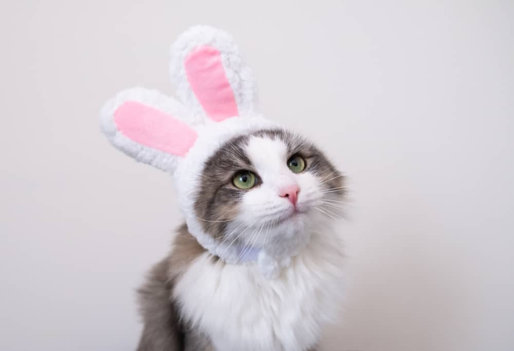 Cute,Funny,Gray,Cat,In,Bunny,Ears,Sits,On,A