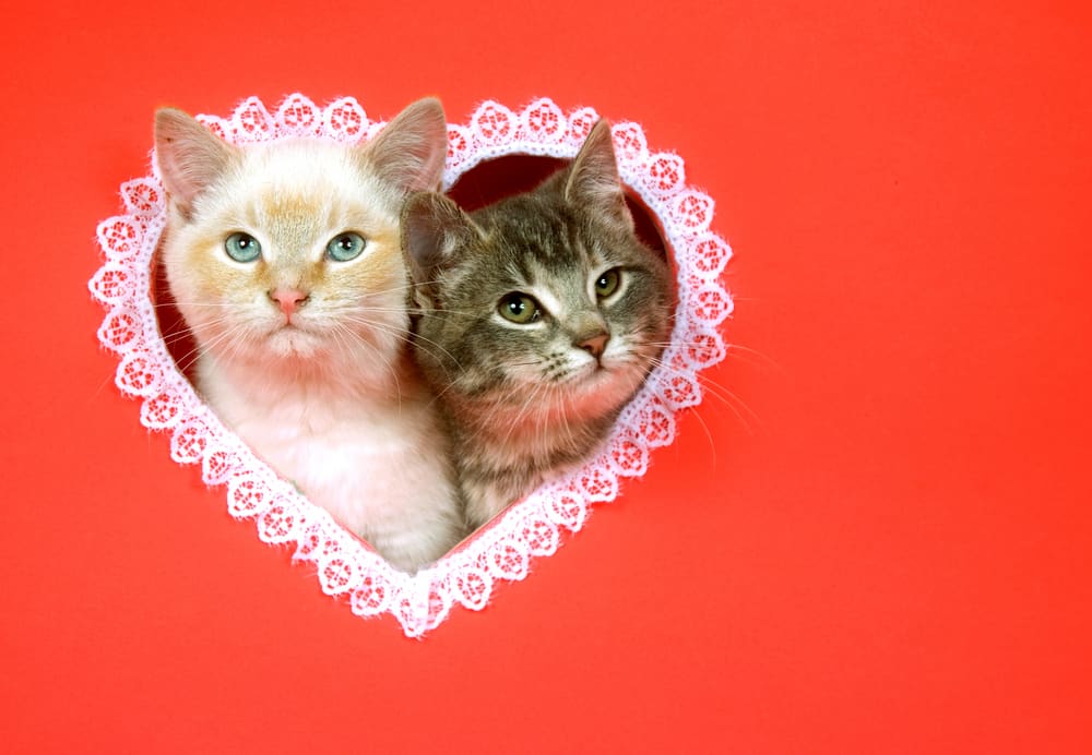 Two,Kittens,Peek,Out,Of,A,Heart,Shaped,Hole,Cut