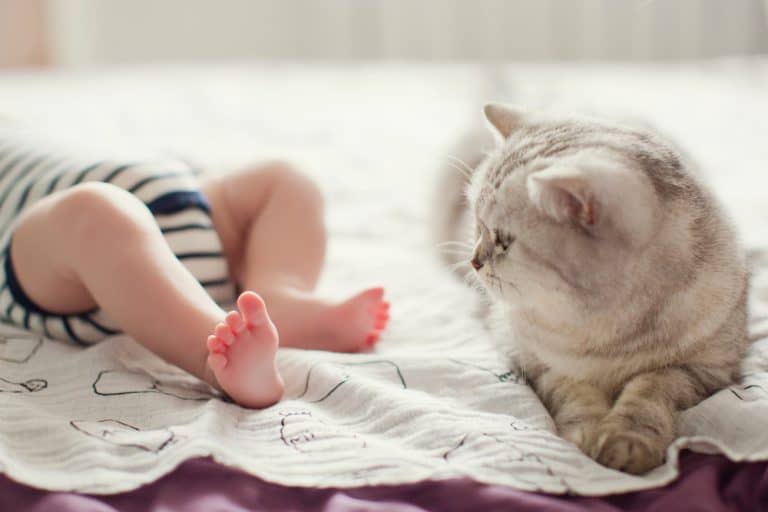 Baby on the Way? Here’s How to Get Your Cat Ready