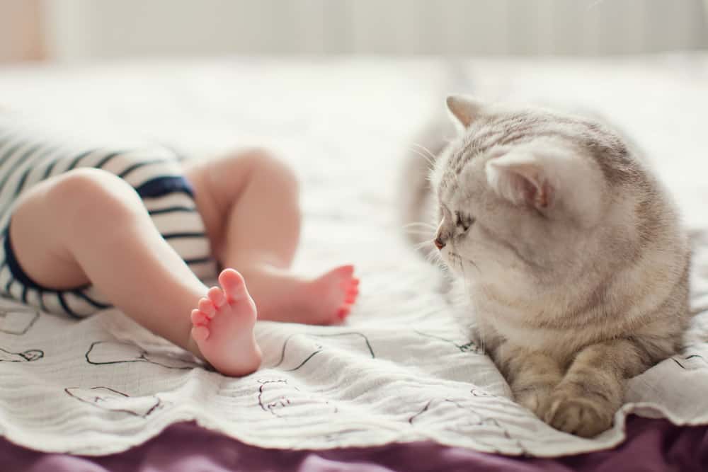 cat and baby