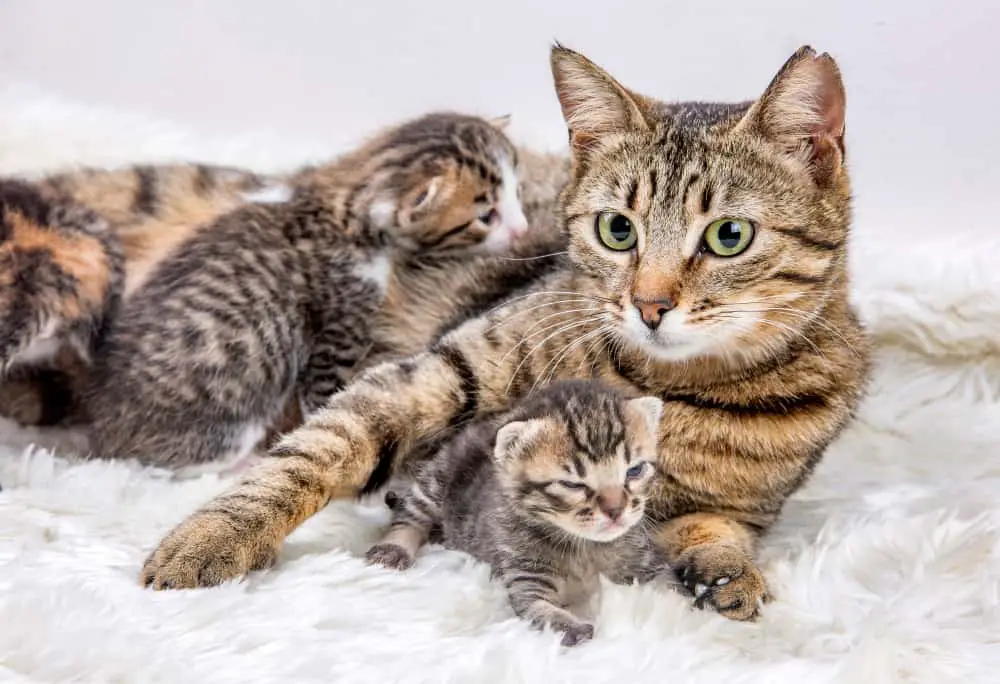 Mom,(mother),Cat,And,Baby,Cat,(kitten)