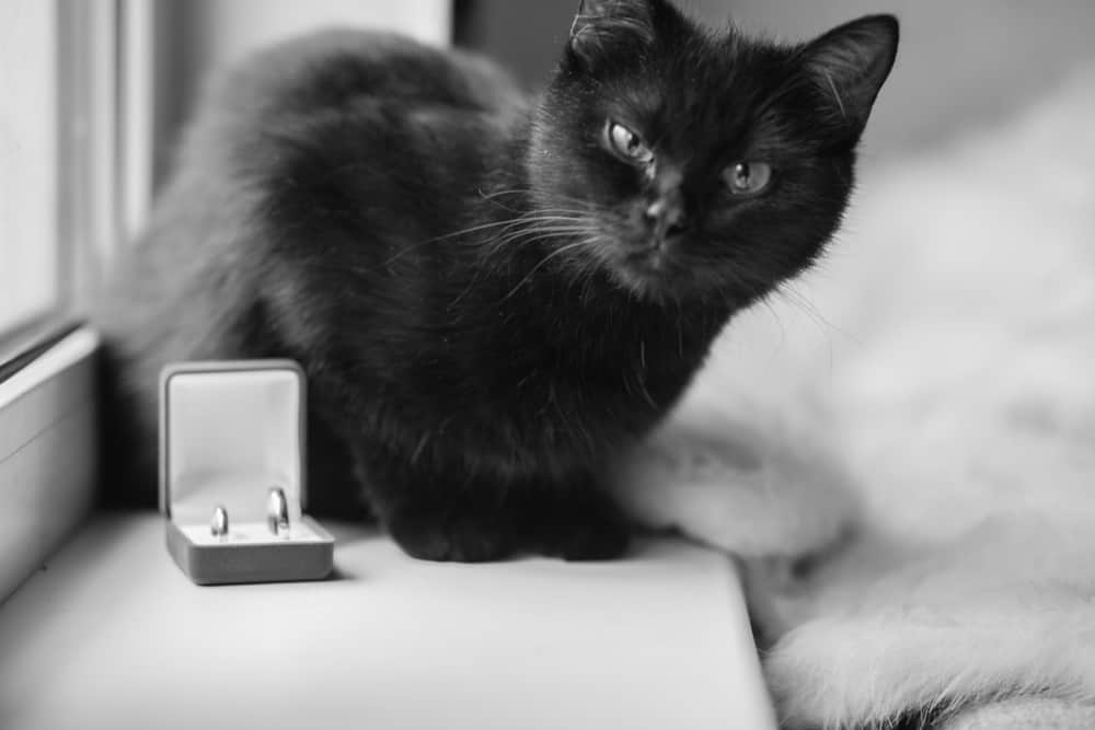 Divorce,Concept.,Cat,Black,And,Wedding,Rings,In,The,Case.