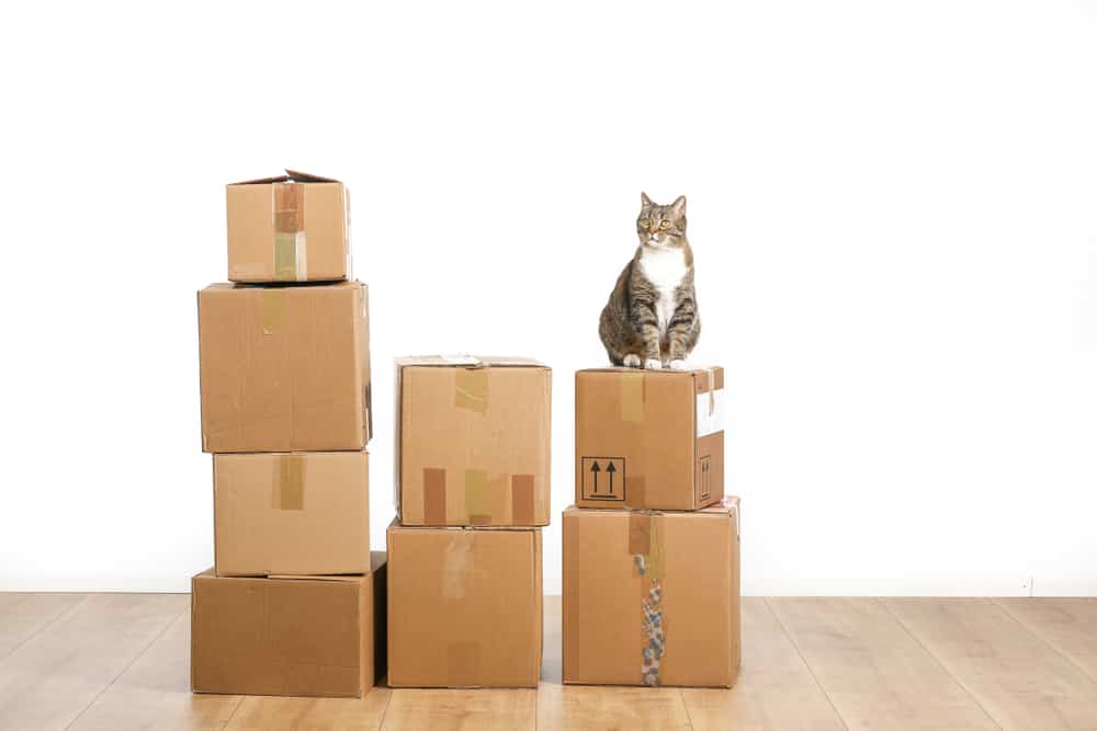 Moving with a Cat? What To Do Before, During, and After Your Move