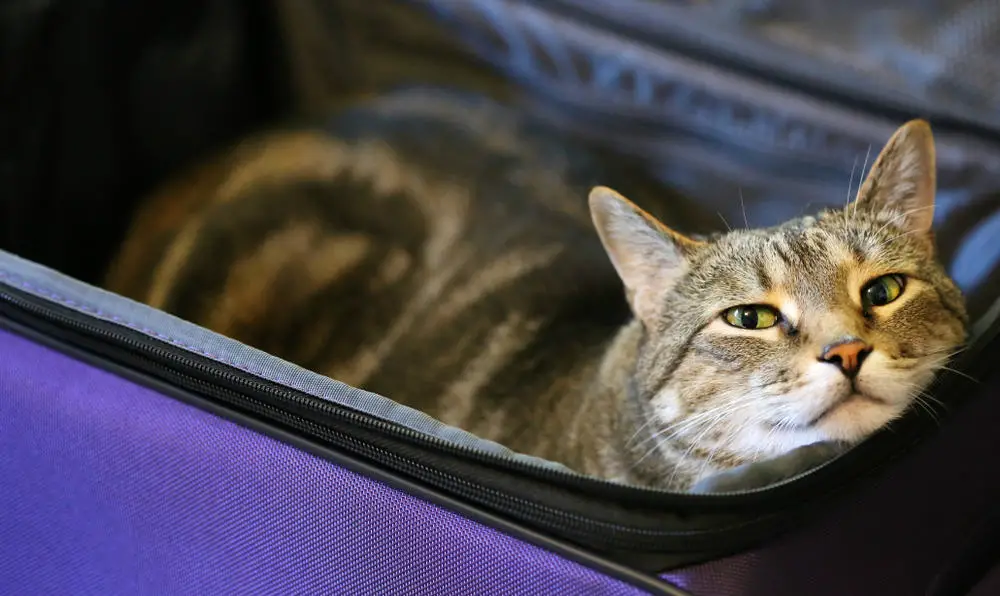 Bengal,Cat,In,Purple,Suitcase.